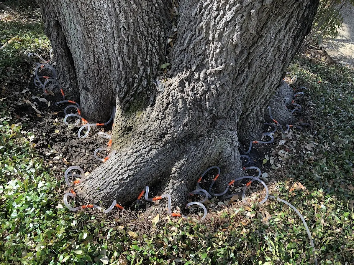 Detailed Tree Cabling and Bracing job site in Boulder City