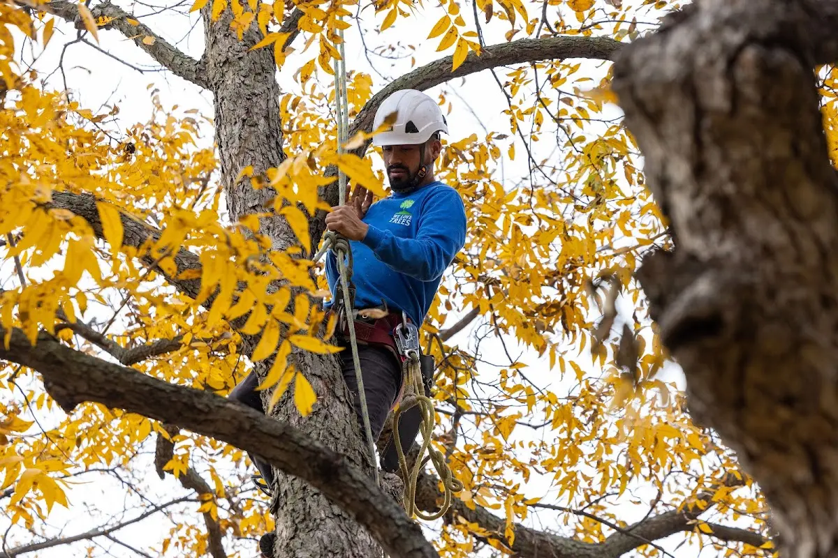Skilled Tree Planting crew working in Boulder City